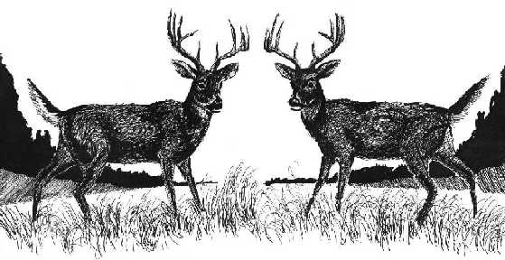 Two Deer Logo.jpg (301481 bytes)